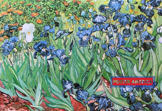 Garden Of Irises By Vincent Van Gogh Art Poster 24 X 36 Print