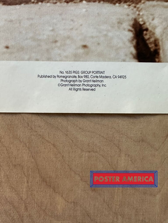 Pigs Group Portrait Vintage Photography Poster 19 X 25 Fine Art Print