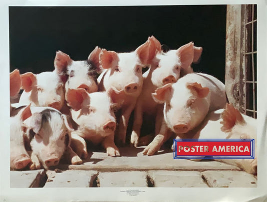 Pigs Group Portrait Vintage Photography Poster 19 X 25 Fine Art Print