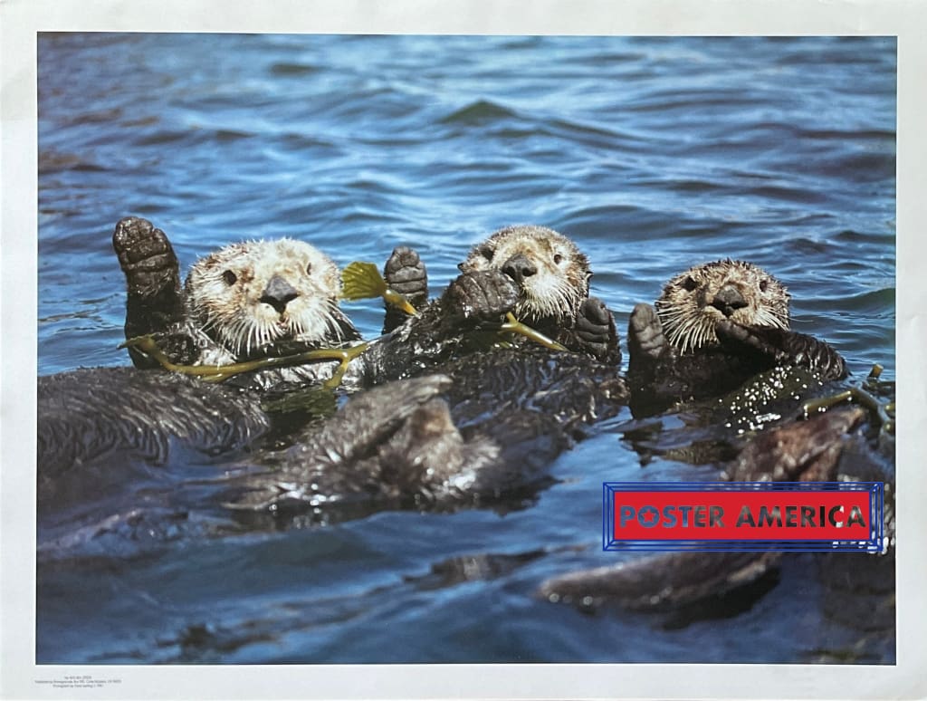 Sea Otters Vintage Photography Poster 19 x 25 – PosterAmerica