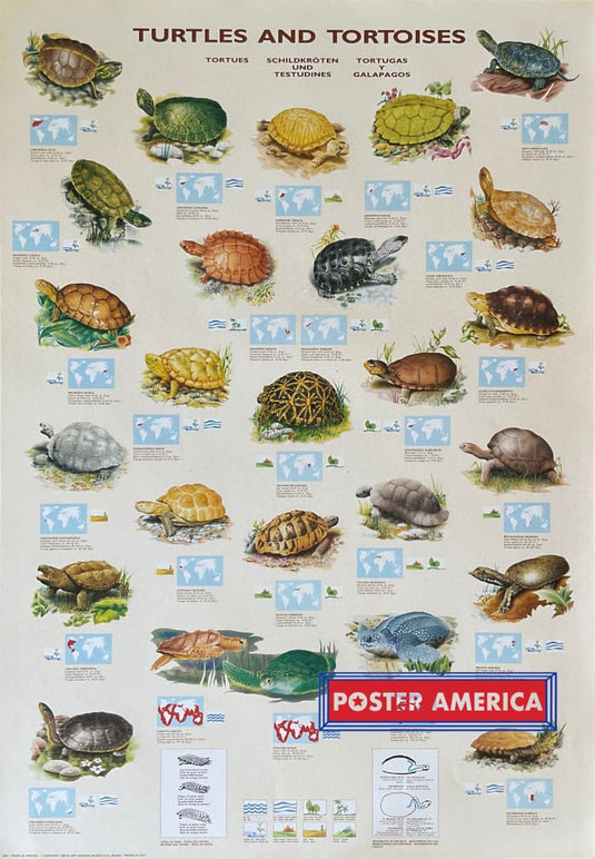 Turtles & Tortoises Vintage Hobby Poster 27 X 39 Posters Prints Visual Artwork