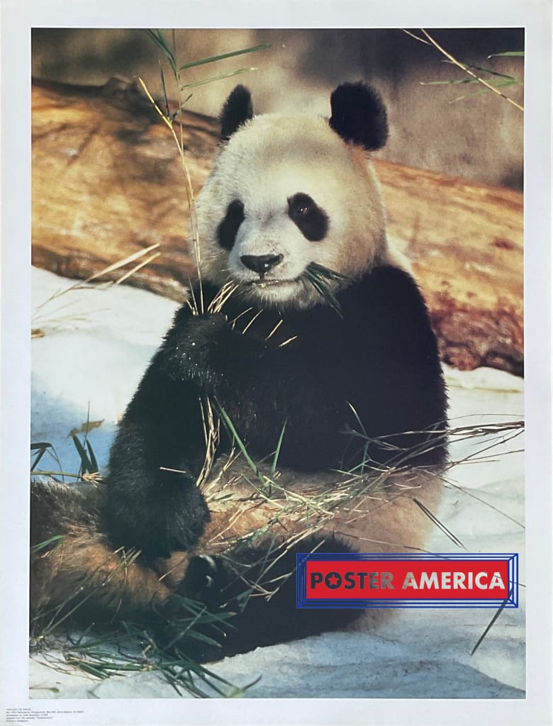 Ying-Xin the Panda Vintage Photography Poster 19 x 25 – PosterAmerica Ying-Xin the Panda Vintage Photography Poster 19 x 25 – PosterAmerica