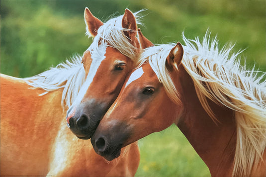 Blonde Horses Shot Animal Poster 24 x 36