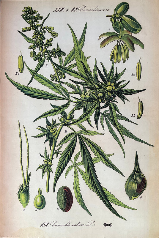 Cannabis Sativa Flower of Deutschland Poster 24 x 36