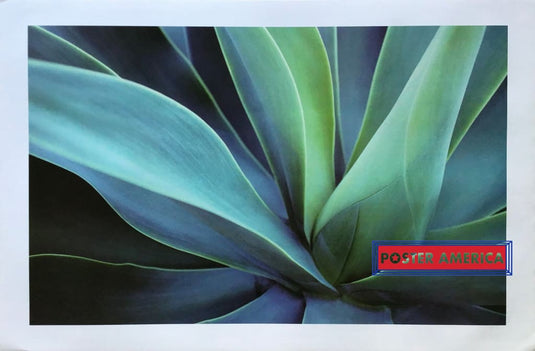Agave Cactus Photographic Art Reproduction Poster 24 X 36