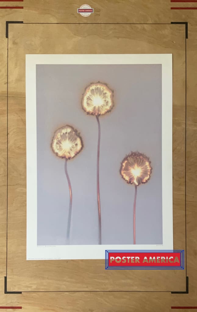 Load image into Gallery viewer, Allium By Angela Easterling Vintage 2002 Photography Art Poster 19.75 X 27.5
