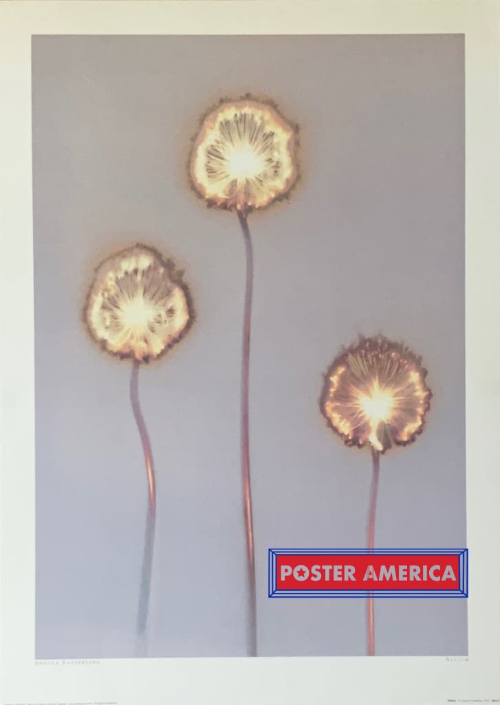 Load image into Gallery viewer, Allium By Angela Easterling Vintage 2002 Photography Art Poster 19.75 X 27.5
