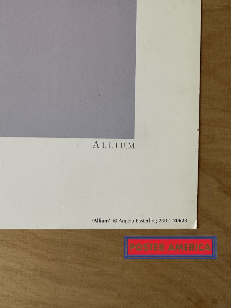 Load image into Gallery viewer, Allium By Angela Easterling Vintage 2002 Photography Art Poster 19.75 X 27.5
