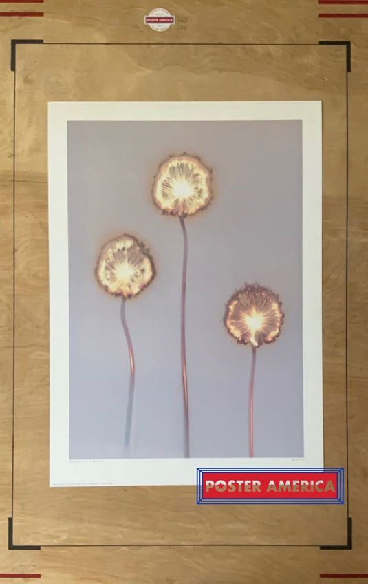 Allium By Angela Easterling Vintage 2002 Photography Art Poster 19.75 X 27.5