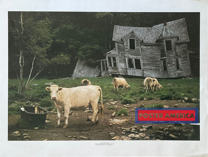 Xxx - Cows