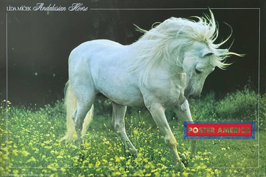Andalusian Horse Vintage Uk Import Poster 24 X 36 Posters Prints & Visual Artwork