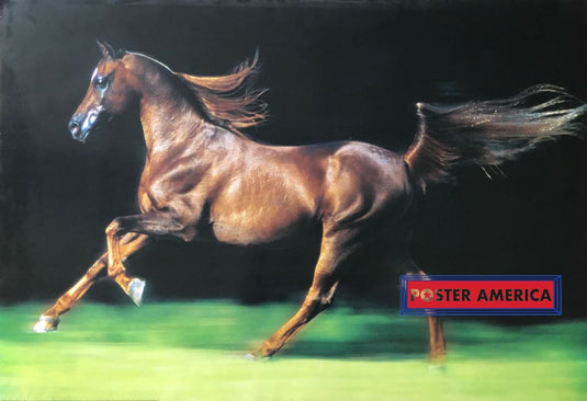 Arabian Stallion Vintage Uk Import Poster 26.5 X 39 Posters Prints & Visual Artwork