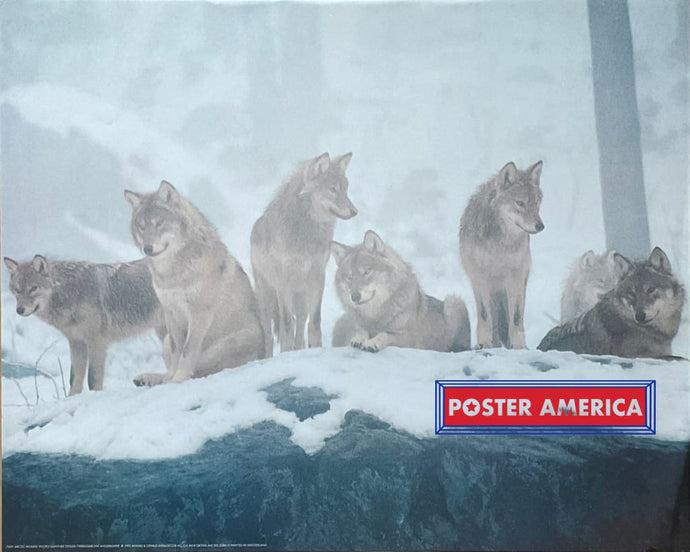 Arctic Wolves by Gunther Ziesler Vintage 1992 Swiss Import Print 16 x 20 Posters Prints & Visual Artwork