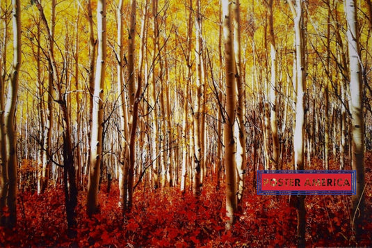 Aspen Grove In Yellow Scenic Poster 24 X 36