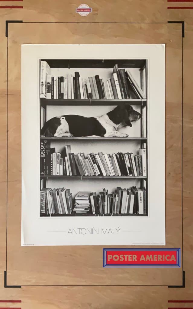 Load image into Gallery viewer, Dog In Bookshelf By Antonín Maly Vintage Photography Art Poster 19.5 X 27.5
