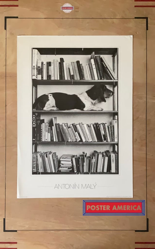Dog In Bookshelf By Antonín Maly Vintage Photography Art Poster 19.5 X 27.5