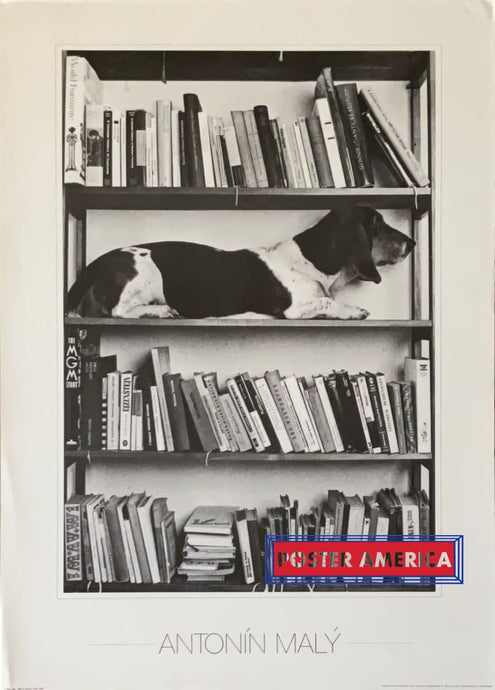 Dog In Bookshelf By Antonín Maly Vintage Photography Art Poster 19.5 X 27.5