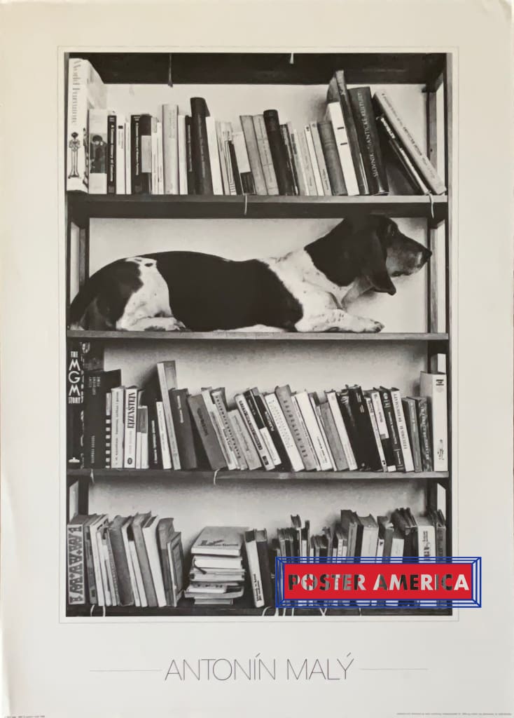 Load image into Gallery viewer, Dog In Bookshelf By Antonín Maly Vintage Photography Art Poster 19.5 X 27.5
