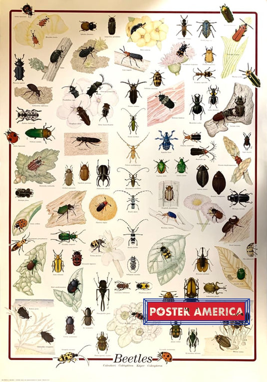Beetles Hobby Poster 27 X 39 Vintage Poster