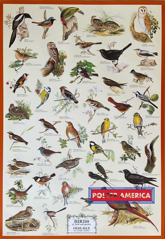 Birds Of Field And Garden Vintage Hobby Poster 27 X 39 Posters Prints & Visual Artwork
