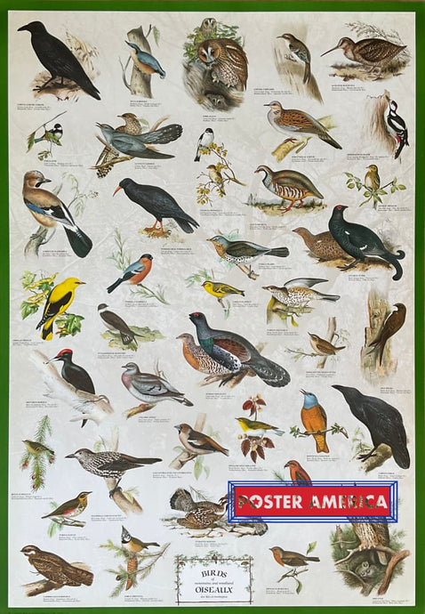 Birds Of Mountains And Woodland Vintage Hobby Poster 27 X 39 Posters Prints & Visual Artwork