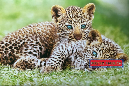 Cheetah Cubs Horizontal Shot Poster 24 x 36 - Poster