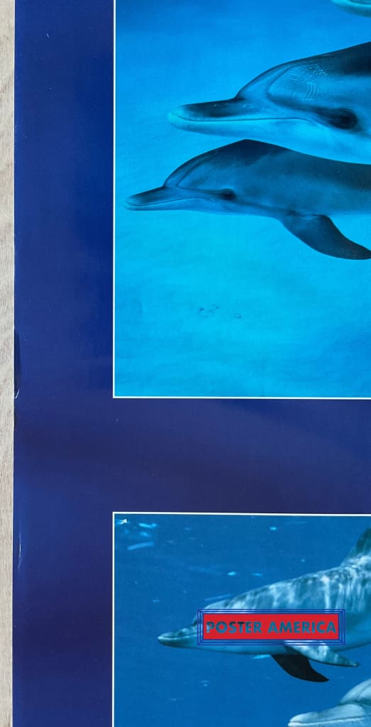 Dolphin Journey Vintage Underwater Photography Slim Print 12 X 36