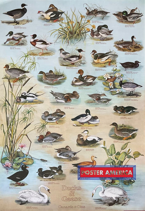 Ducks & Geese Vintage Hobby Poster 27 X 39 Posters Prints Visual Artwork