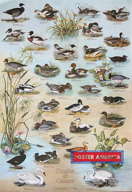 Ducks & Geese Vintage Hobby Poster 27 X 39 Posters Prints Visual Artwork