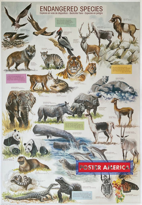 Endangered Species Vintage Hobby Poster 27 X 39 Posters Prints & Visual Artwork