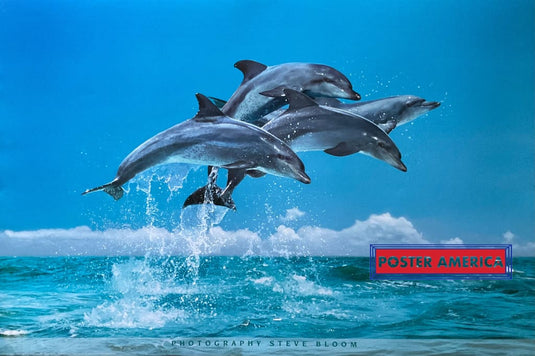 Four Dolphins by Steve Bloom Poster 24 x 36 - Poster