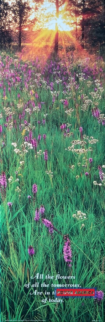 Load image into Gallery viewer, Gayfeather Blazing Star Vintage 1997 Scenic Landscape Slim Print 12 X 36
