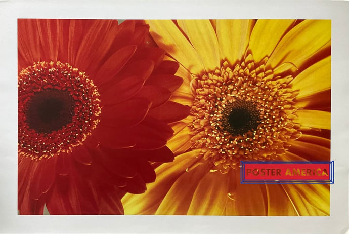 Gerbera Daises 2005 Photography Art Poster 24 X 36