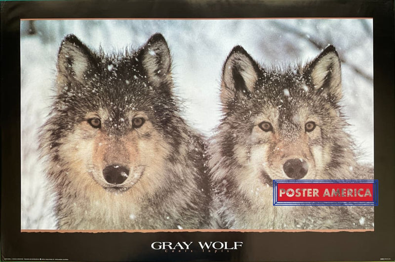 Load image into Gallery viewer, Gray Wolf Vintage 1994 Photography Poster 24 X 36
