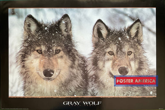 Gray Wolf Vintage 1994 Photography Poster 24 X 36