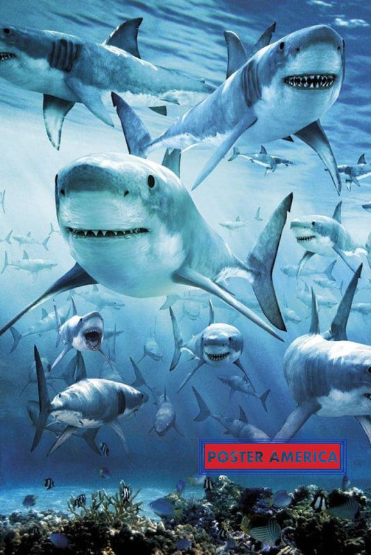 Great White Sharks Poster 24 X 36