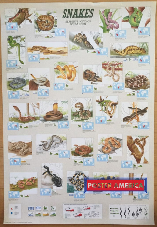 Hobby Poster Chart Snakes Of The World 27 X 39