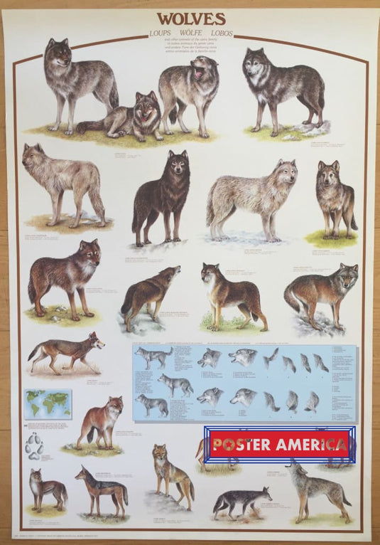 Hobby Poster Chart Wolves Of The World 27 X 39
