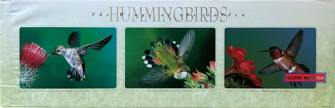 Hummingbirds The Wings Of The Garden Vintage Photography Slim Print 12 X 36