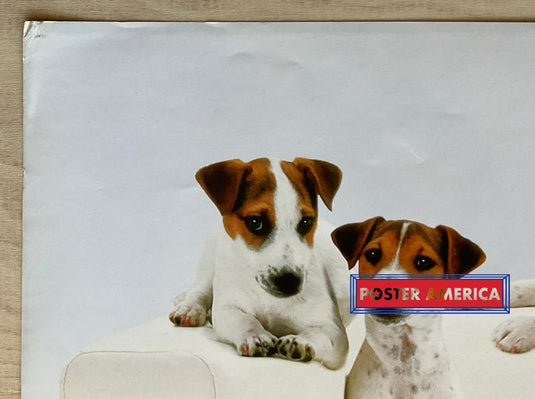 Jack Russell Terriers Vintage Photography Slim Print Poster 12 X 36