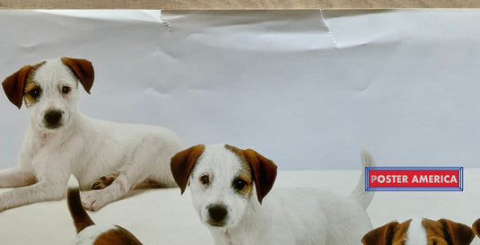 Jack Russell Terriers Vintage Photography Slim Print Poster 12 X 36