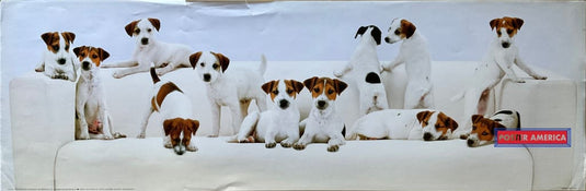 Jack Russell Terriers Vintage Photography Slim Print Poster 12 X 36