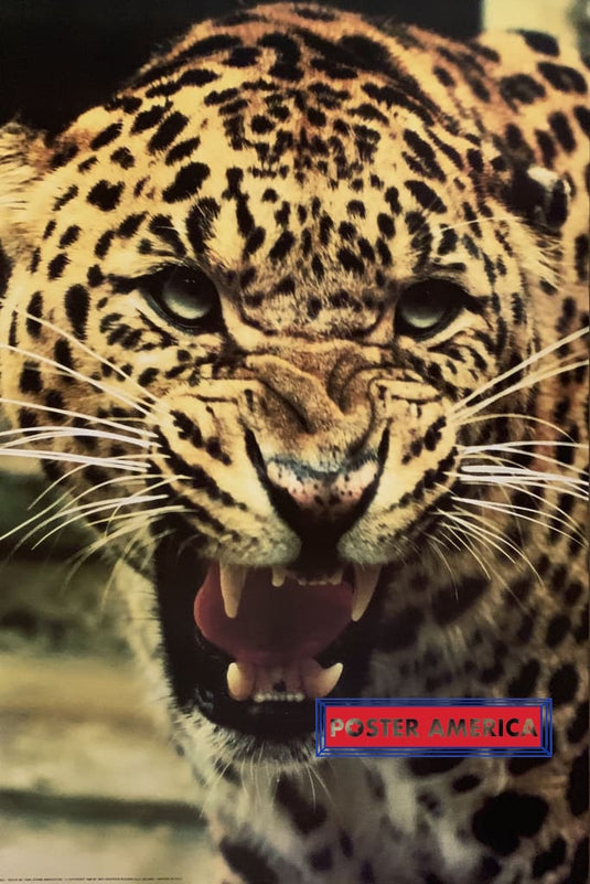 Jaguar Poster 24 X 36