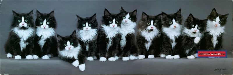 Load image into Gallery viewer, Keith Kimberlin Bicolored Cats Vintage Photography Slim Print Poster 12 X 36

