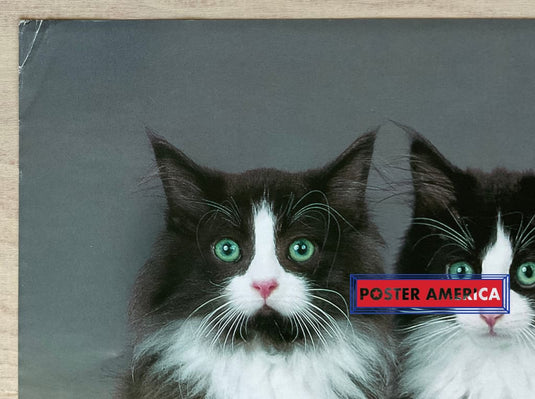 Keith Kimberlin Bicolored Cats Vintage Photography Slim Print Poster 12 X 36