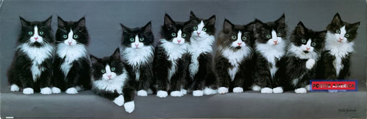 Keith Kimberlin Bicolored Cats Vintage Photography Slim Print Poster 12 X 36