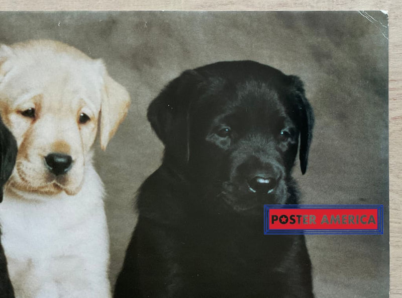 Load image into Gallery viewer, Labrador Retriever Puppy Medley Vintage Dog Photography Slim Print 12 X 36
