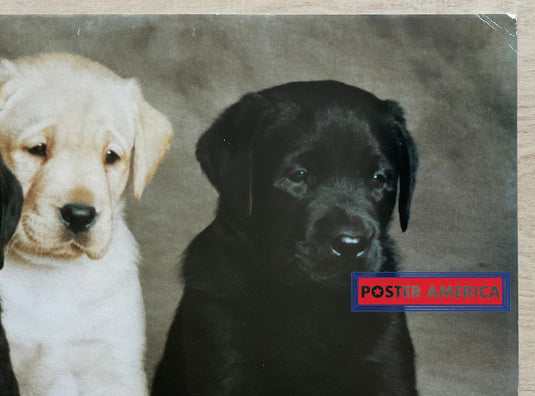 Labrador Retriever Puppy Medley Vintage Dog Photography Slim Print 12 X 36