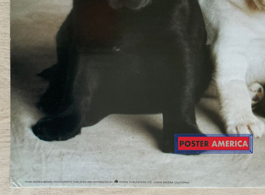 Labrador Retriever Puppy Medley Vintage Dog Photography Slim Print 12 X 36