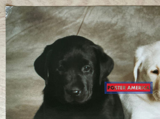 Labrador Retriever Puppy Medley Vintage Dog Photography Slim Print 12 X 36